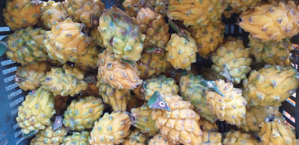 Pitahaya nacional