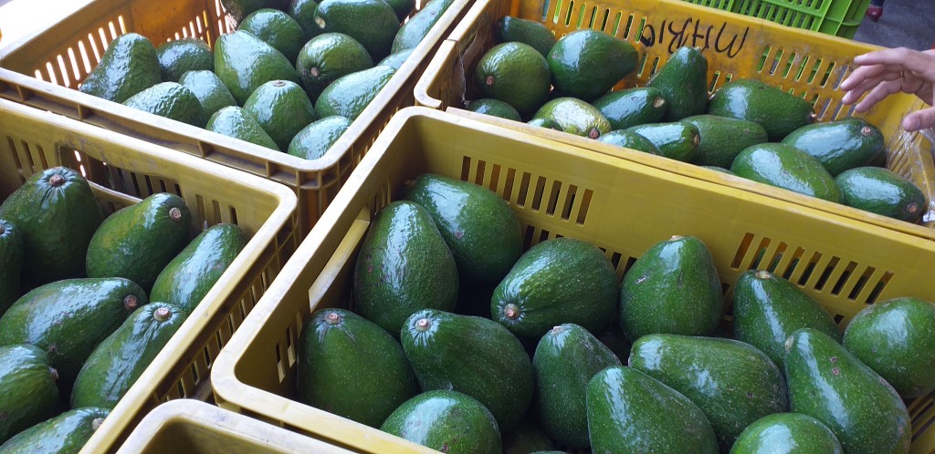Aguacate semil