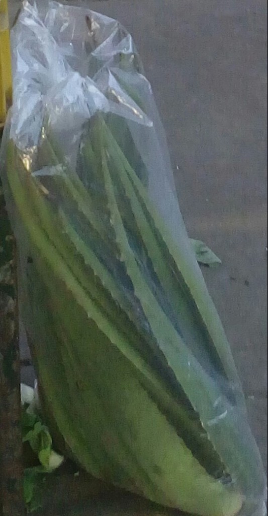 Pencas de sabila