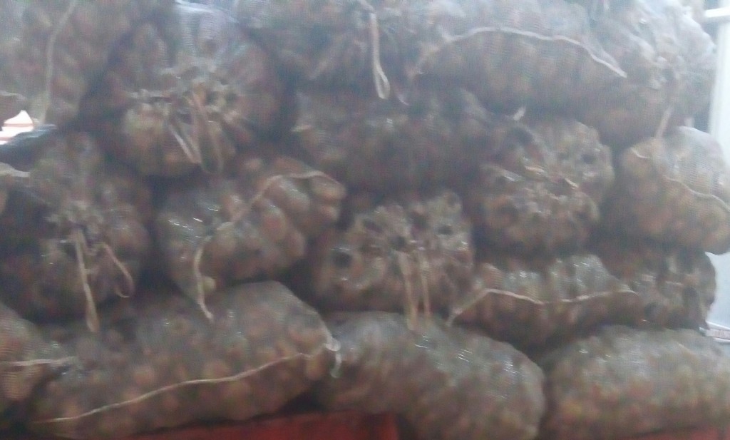 Papa pastusa