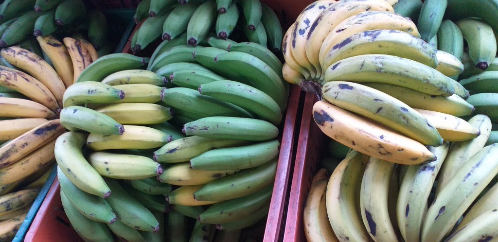 Banano criollo
