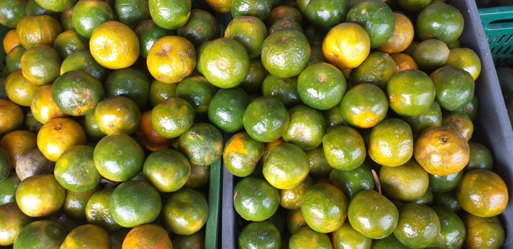 Mandarina oneco 2da