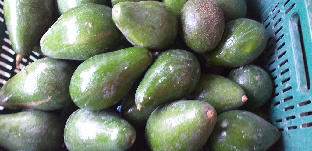 Aguacate semil