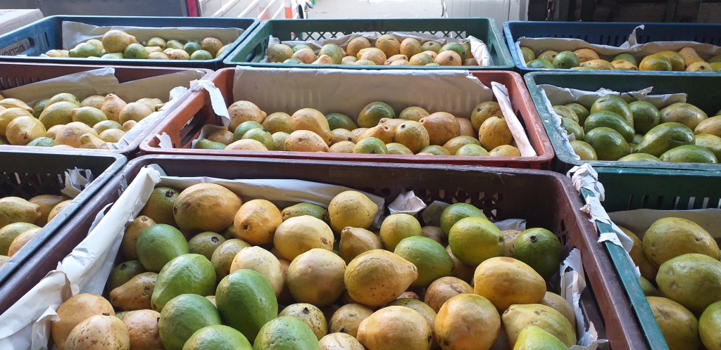 Guayaba pera