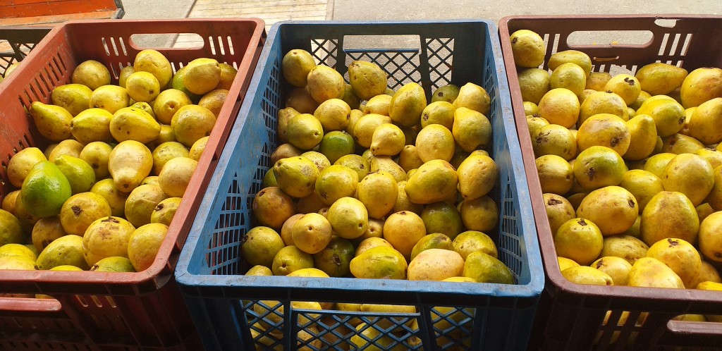 Guayaba
