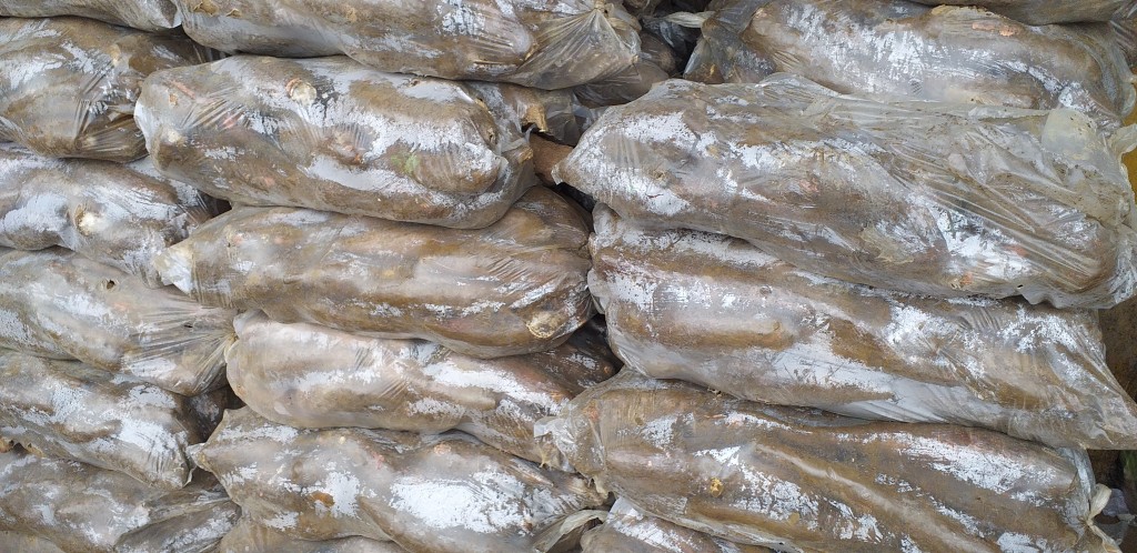 Yuca playera/27kg