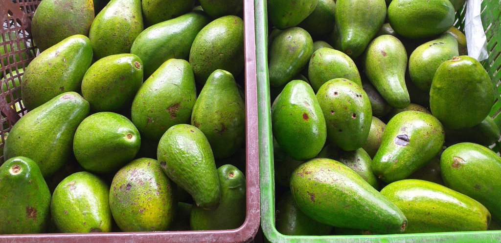Aguacate papelillo 2da