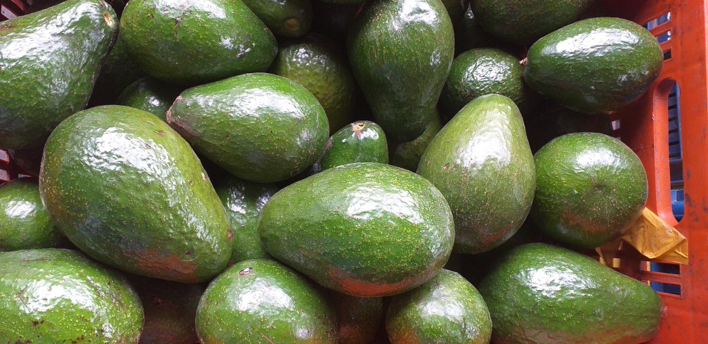 Aguacate santana