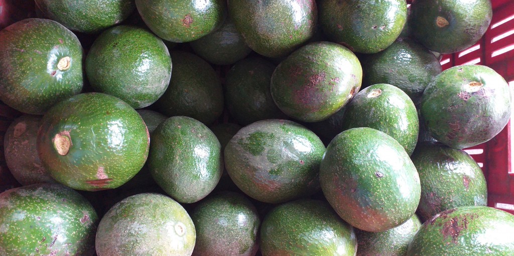Aguacate choquette