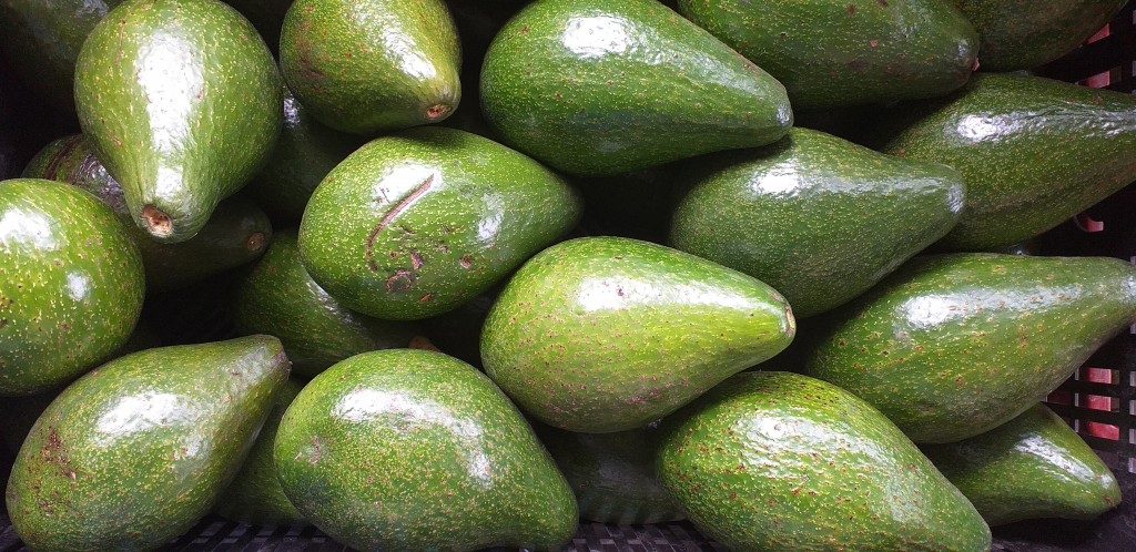 Aguacate criollo