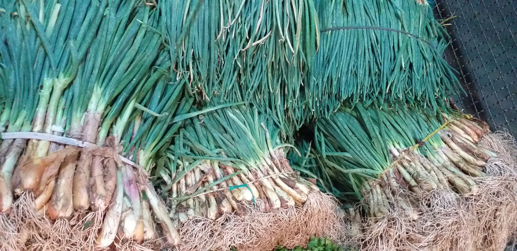 Cebolla de rama