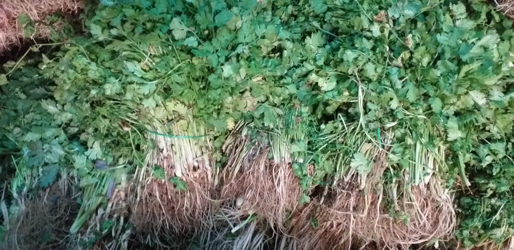 Cilantro criollo