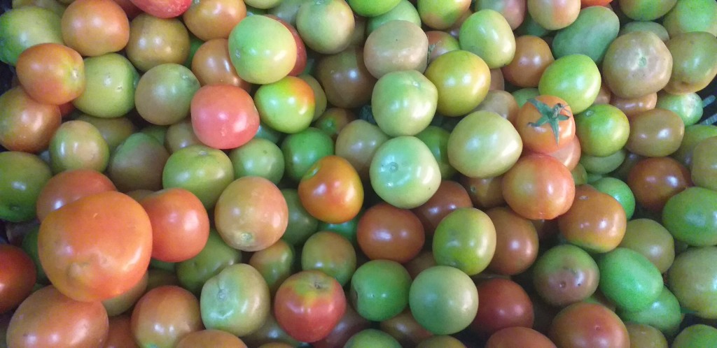 Tomate torrano