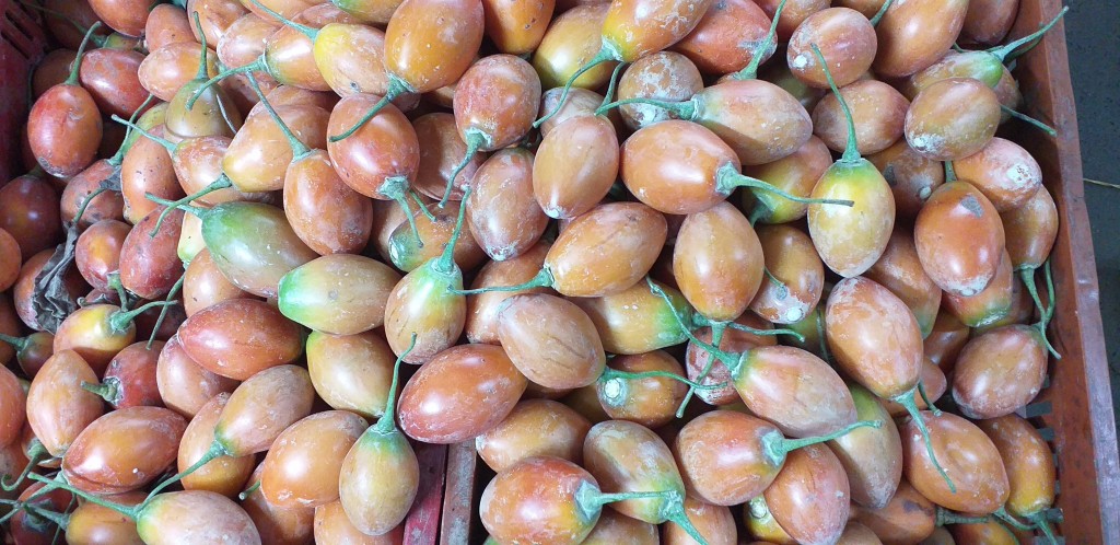 Tomate de arbol