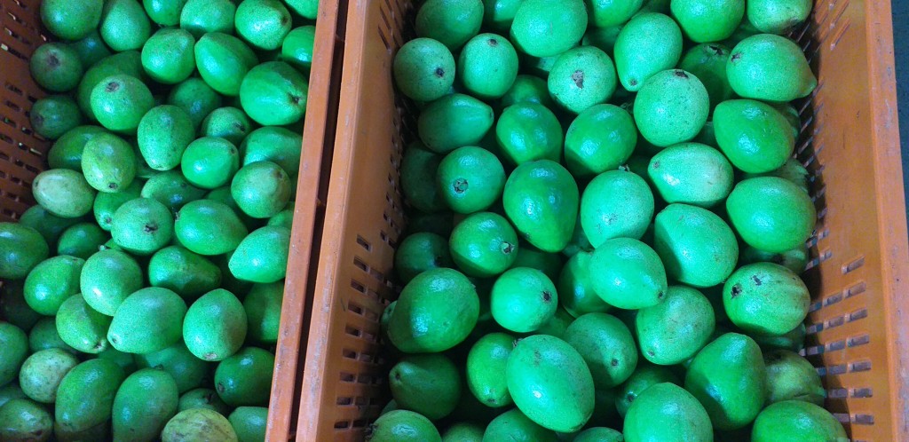 Guayaba pera