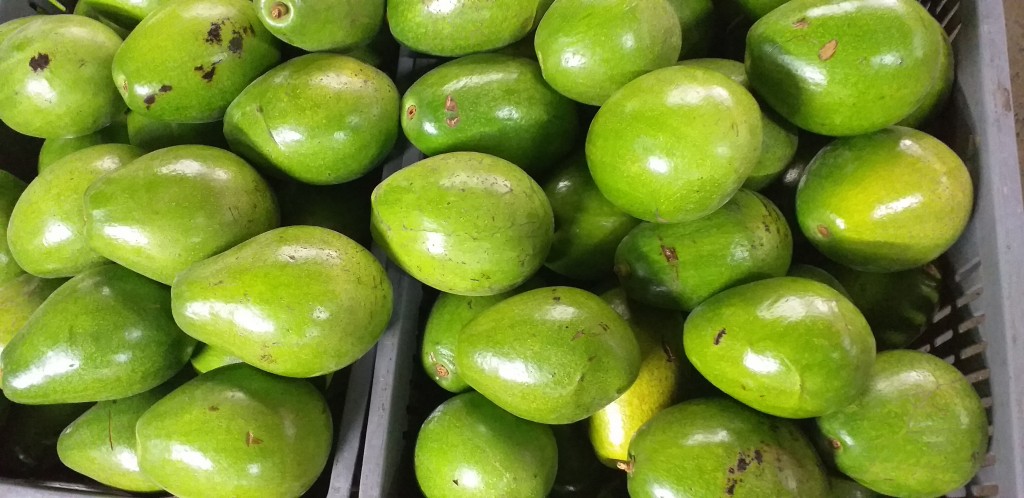 Aguacate papelillo