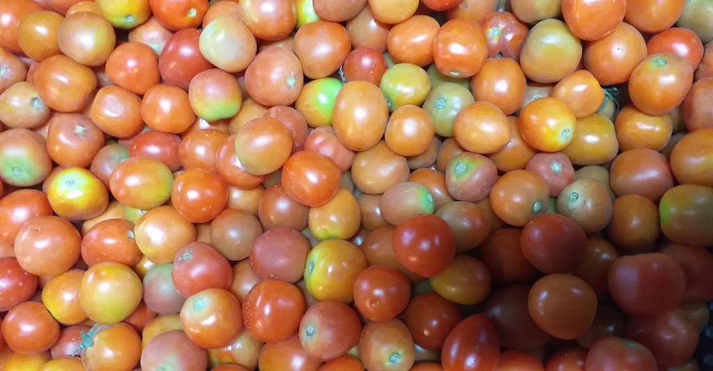 Tomate chonto 3ra/22kg
