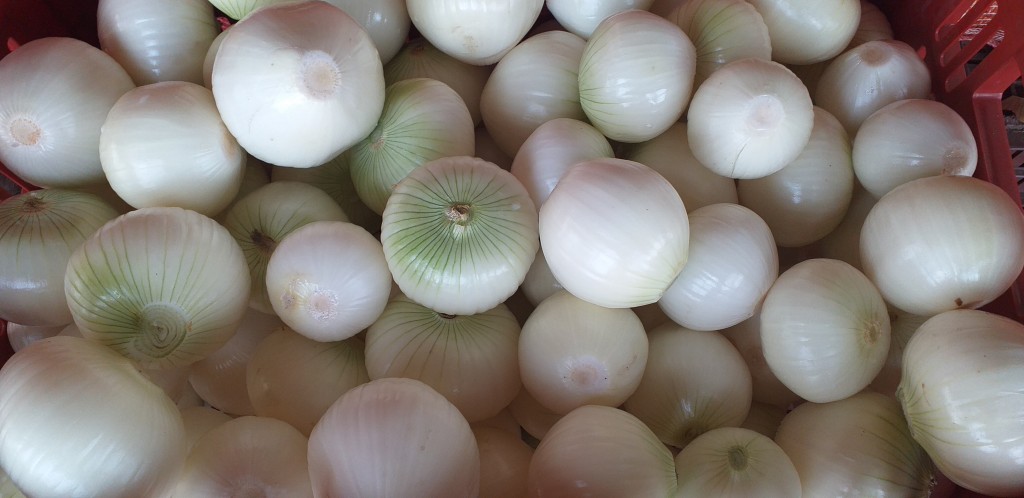 Cebolla blanca pelada