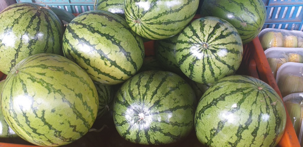 Sandia baby