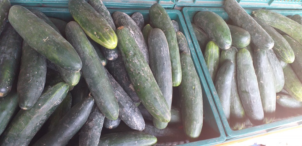 Pepino cohombro