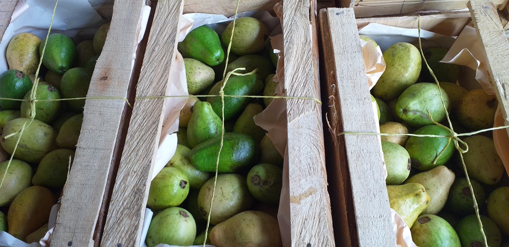 Guayaba pera gruesa/10kg
