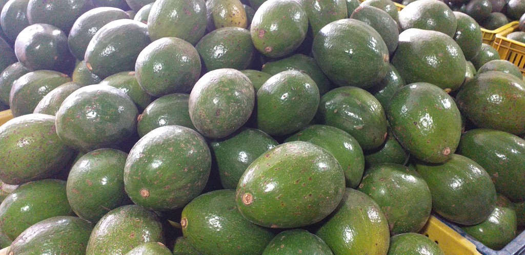 Aguacate reed extra