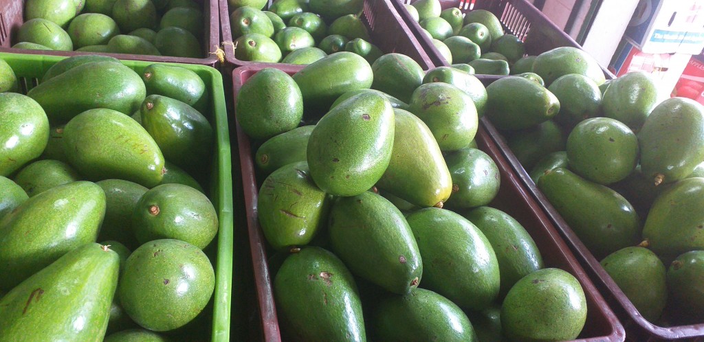 Aguacate papelillo 1ra