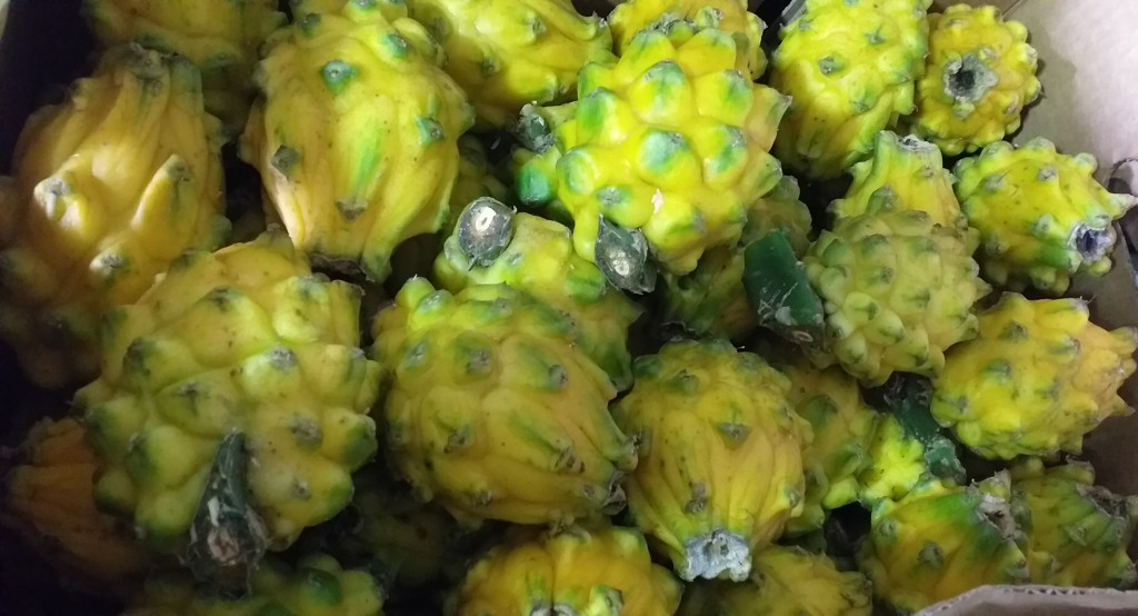 Pitahaya nacional de 1ra