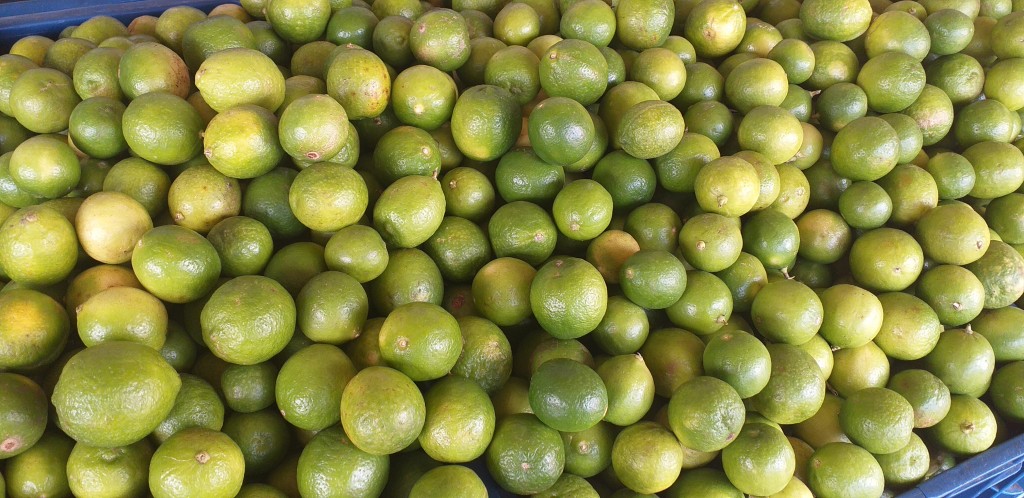 Limon criollo