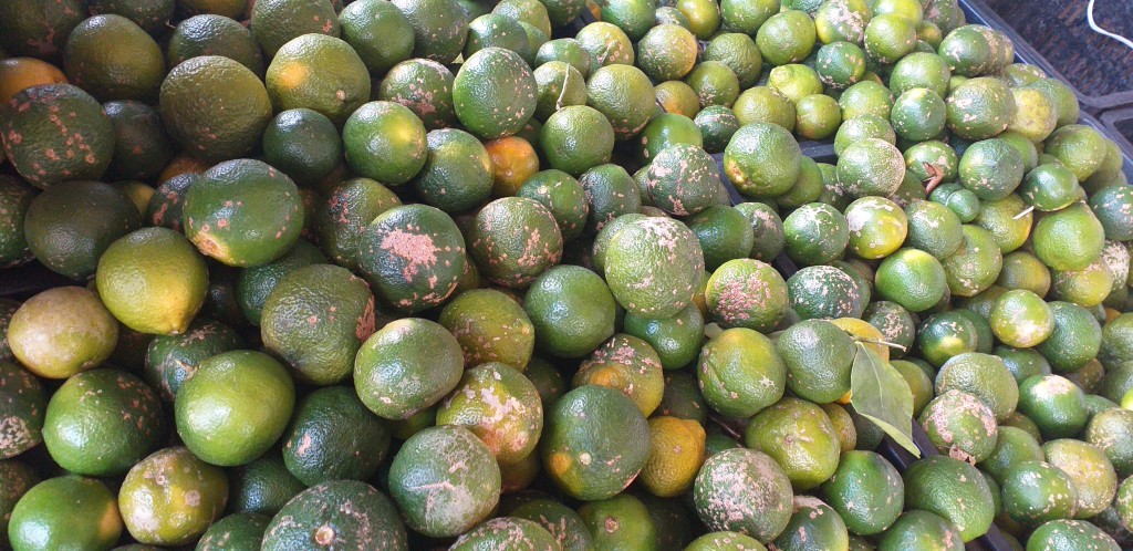 Limon mandarino