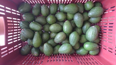Aguacate hass 1ra