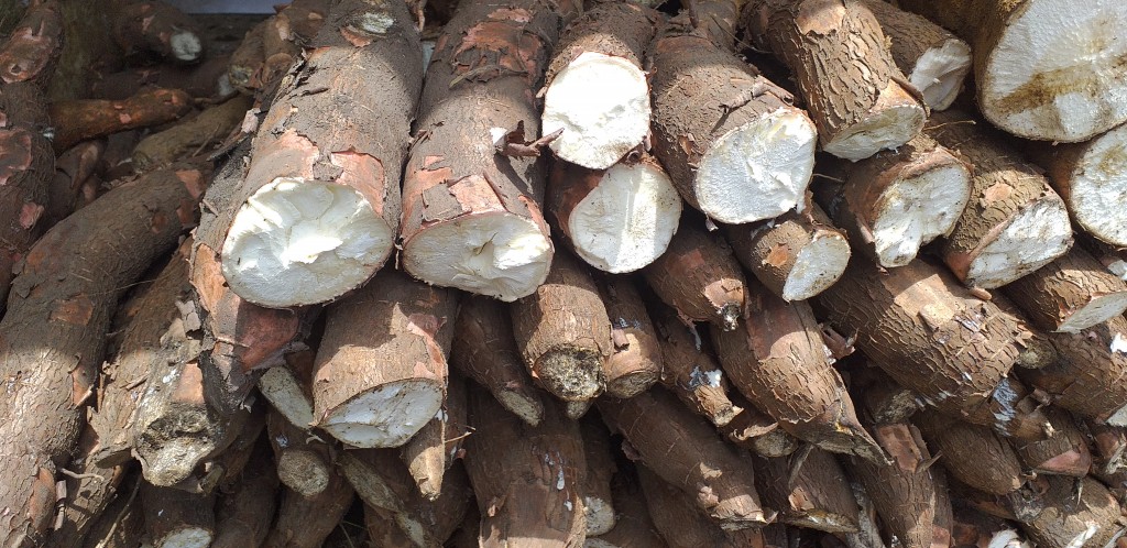 Yuca chirosa