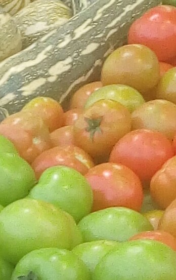 Tomate larga vida de segunda