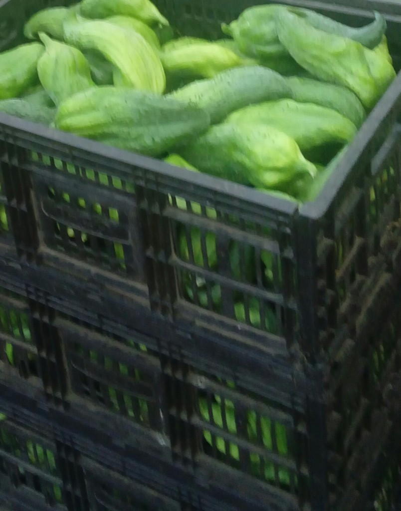 Pepino para guiso