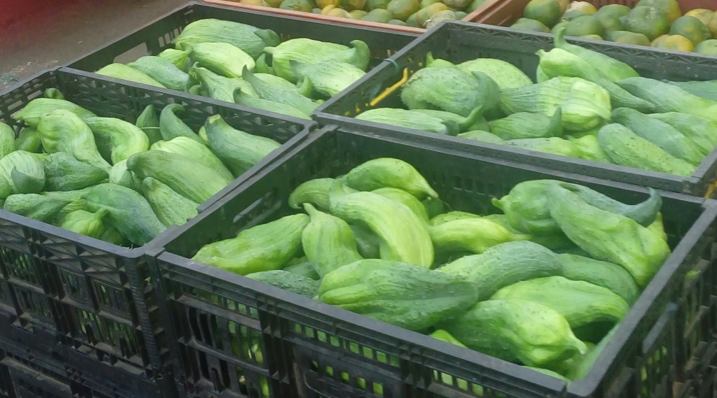 Pepino para guiso