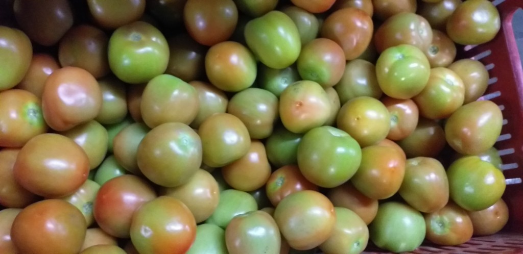 Tomate chonto semiextra