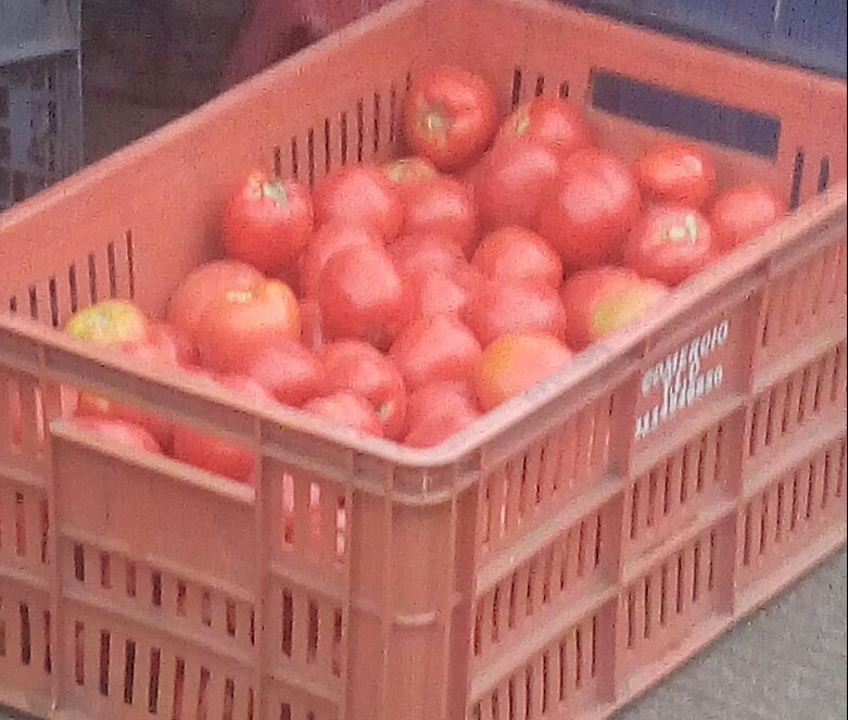 Tomate chonto