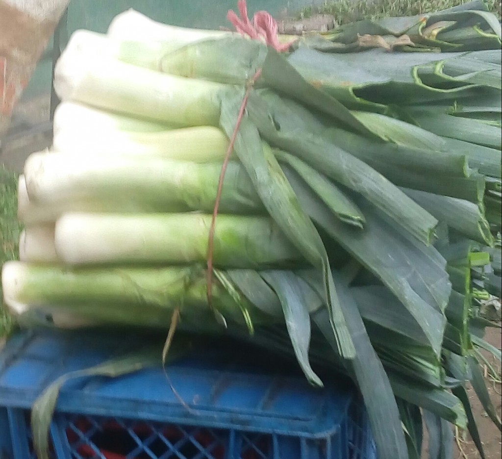 Cebolla puerro