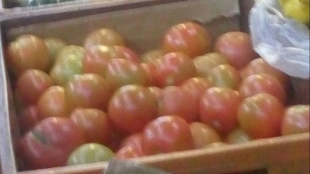 Tomate chonto de primera