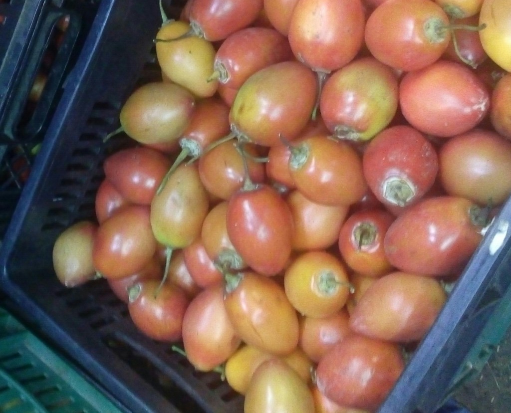 Tomate de arbol
