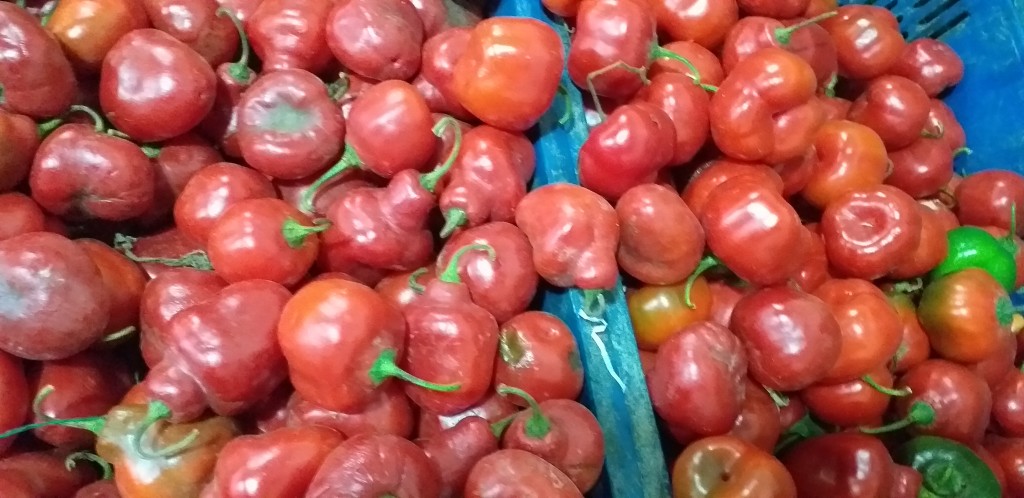 Rocoto"aji picante"