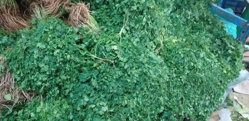 Cilantro