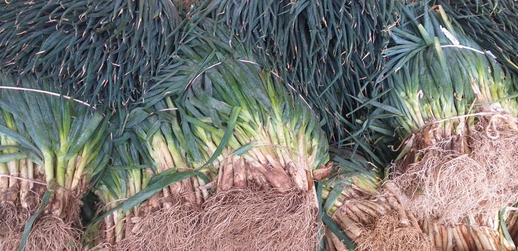 Cebolla de rama