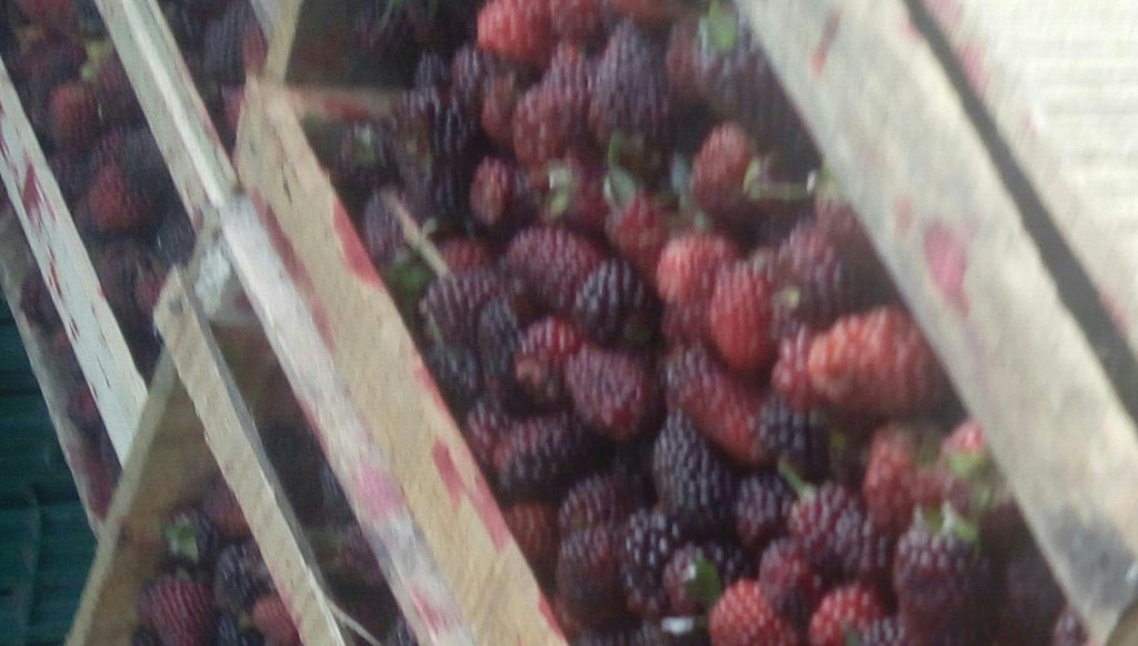 Mora