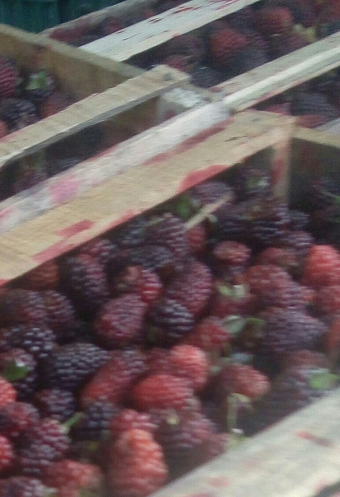 Mora