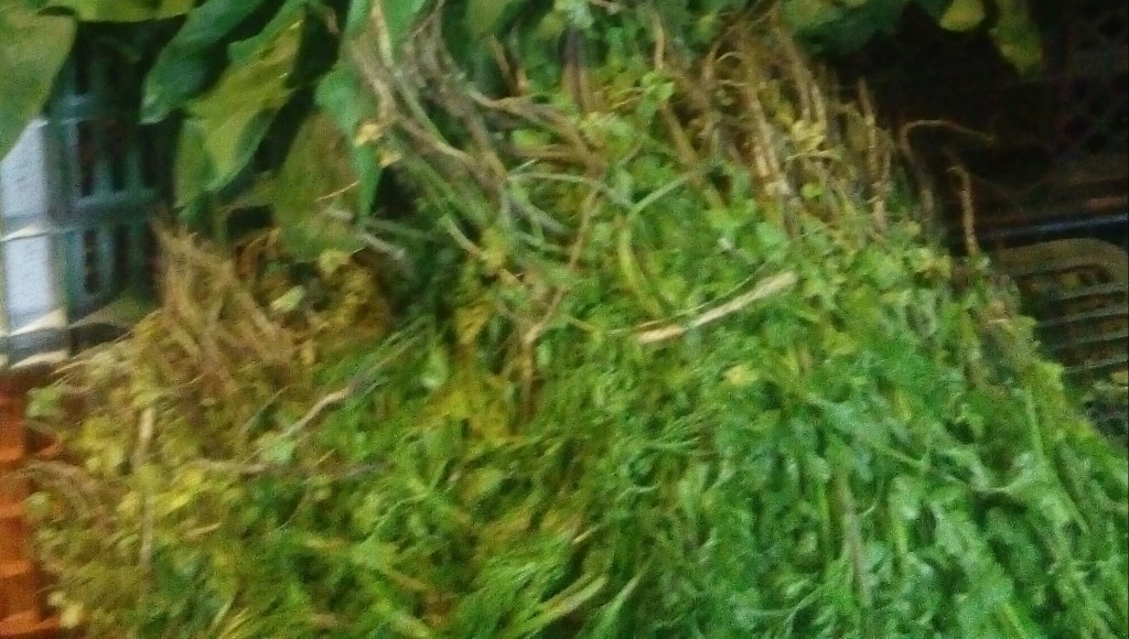 Cilantro