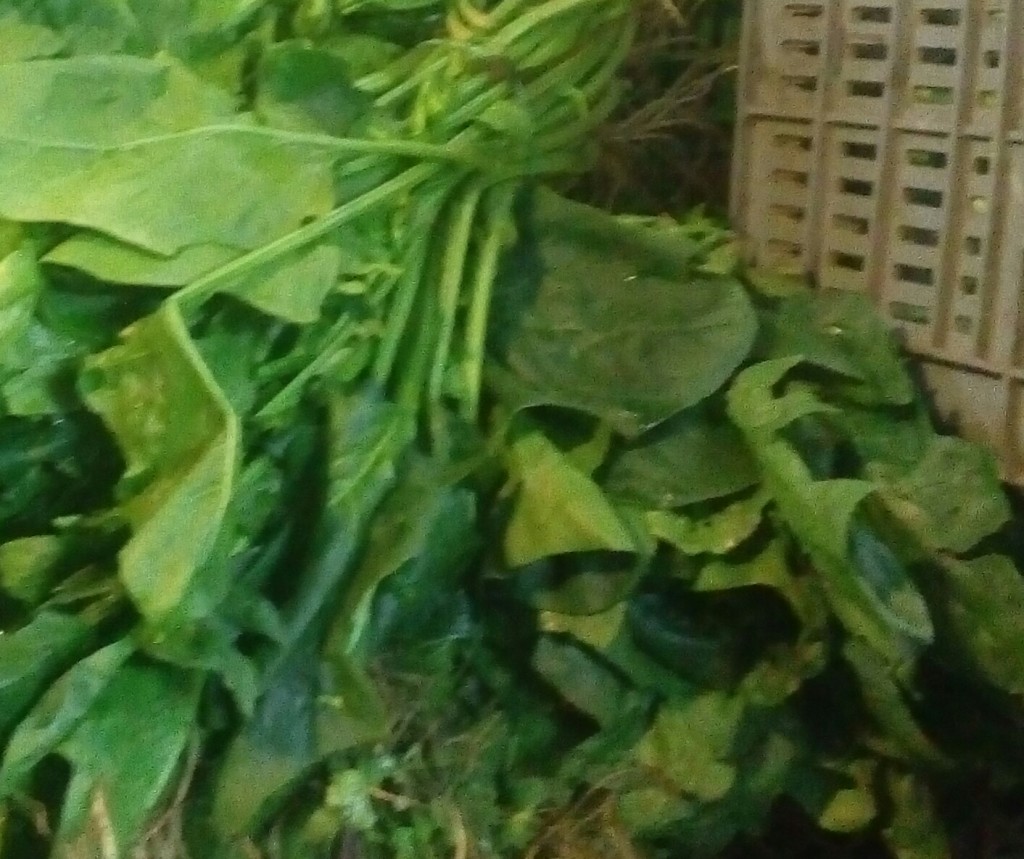 Espinacas