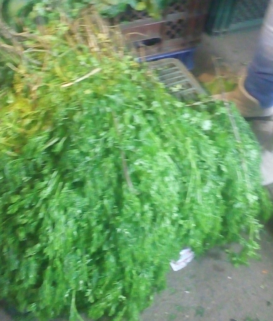 Cilantro
