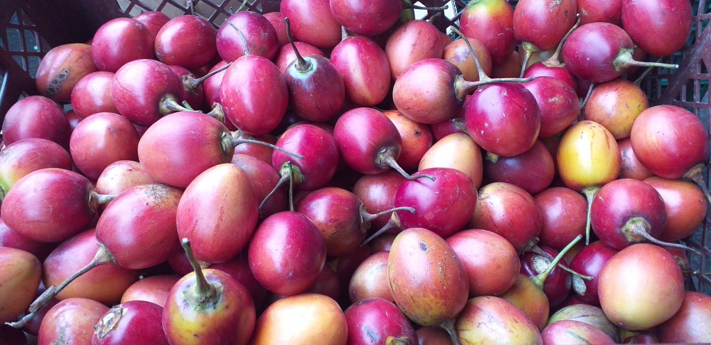 Tomate de arbol injerto