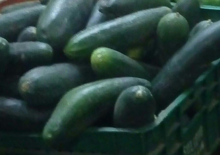 Pepino cohombro